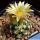 Escobaria missouriensis var. navajoensis  RP33 Navajo County, Arizona,
