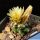 Escobaria missouriensis var. navajoensis  RP33 Navajo County, Arizona,