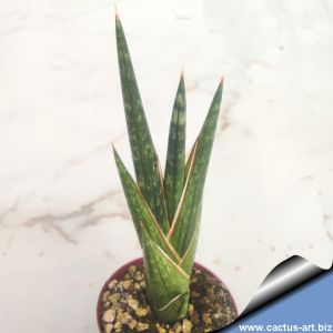 Sansevieria cylindrica