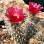 Pterocactus fischeri
