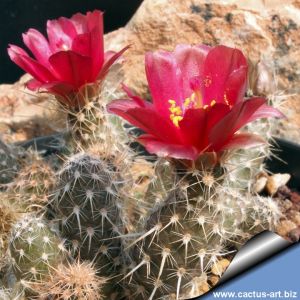 Pterocactus fischeri