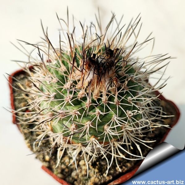 CACTUS ART NURSERY Catalogue index