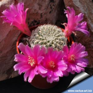 Sulcorebutia pampagrandensis