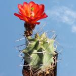 Echinocereus triglochidiatus