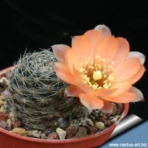 Rebutia pygmaea v. colorea (Mediolobivia colorea)