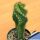 Cereus forbesii cv. spiralis 