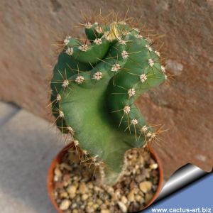 Cereus forbesii cv. spiralis