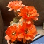 Chamaecereus hybrid (Chamaelobivia) cv. WOTAN