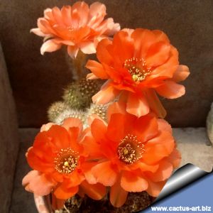 Chamaecereus hybrid (Chamaelobivia) cv. WOTAN