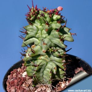 Euphorbia horrida f. monstruosa "kikko" (clone 1 Stiff tubercles)