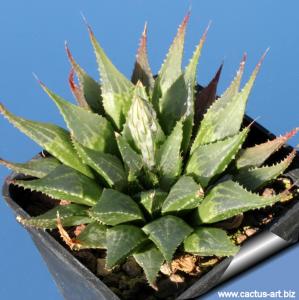 Haworthia emelyae v. multifolia