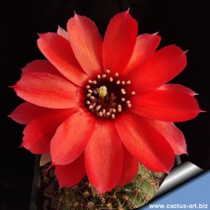 Lobivia saltensis v. zaparillensis