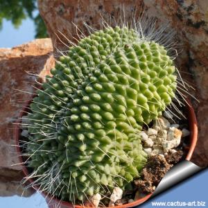 Mammillaria spinosissima  cv. Un Pico forma cristata