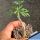 Cissus tuberosus