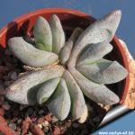 Glottiphyllum oligocarpum SL84-102 30 km east Steytlerville