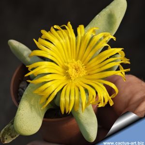 Glottiphyllum oligocarpum SL84-102 30 km east Steytlerville