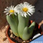 Conophytum lacteum Kosies