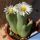 Conophytum lacteum Kosies