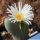 Conophytum lacteum Kosies