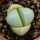 Argyroderma rigens Gifberg, Vanrhynsdorp (MG1343.3)