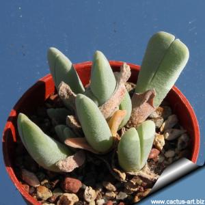 Cheiridopsis purpurea SB771  Hilda Peak, Wildeperderants Mountains, Rechtersveld, Cape Province, South Africa