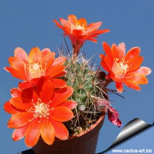 Rebutia robustispina WR88 Tarija, Tarija, Bolivia.