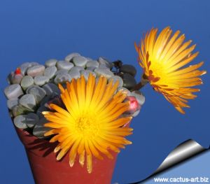 Fenestraria rhopalophylla cv. FIREWORTH (orange-yellow flowers)