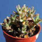 Trichodiadema hallii H4255 thick roots and branches, compact mat (MG 1883.25)