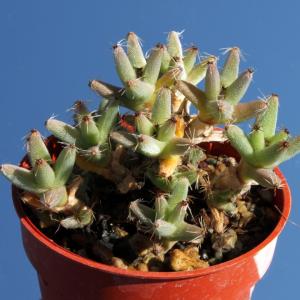 Trichodiadema hallii H4255 thick roots and branches, compact mat (MG 1883.25)