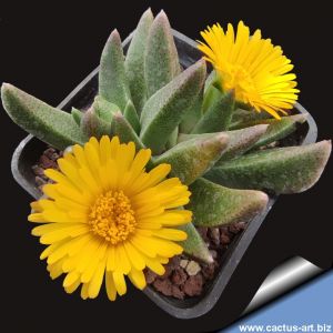 Rabiea lesliei Trompsburg, Orange Free State, South Africa