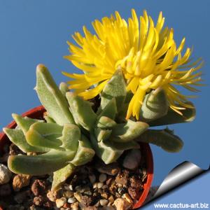 Faucaria bosscheana