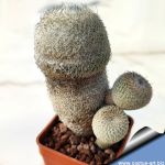 Epithelantha greggii (E. micromeris ssp. greggii)