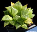 Haworthia retusa