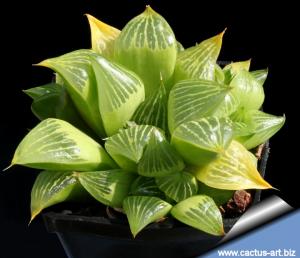 Haworthia retusa