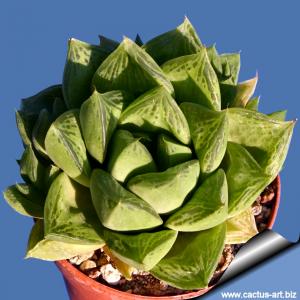 Haworthia cuspidata