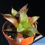 Haworthia fouchei
