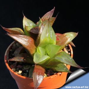 Haworthia fouchei