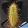 Bergerocactus emoryi San Vicente - Baja California
