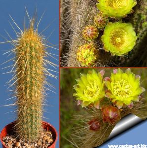 Bergerocactus emoryi San Vicente
