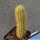 Bergerocactus emoryi San Vicente - Baja California