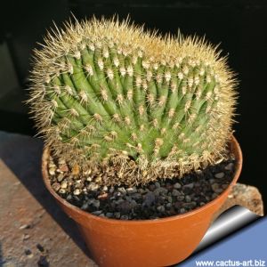 Pachycereus pringlei forma cristata (yellow spines form)