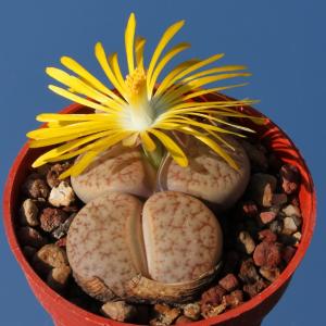 Lithops pseudotruncatella ssp. dendritica C073 95km West-South-West of Rehoboth, Namibia