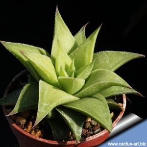 Haworthia hybrid lateganiae x floribunda