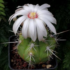 Gymnocalycium paediophyllum