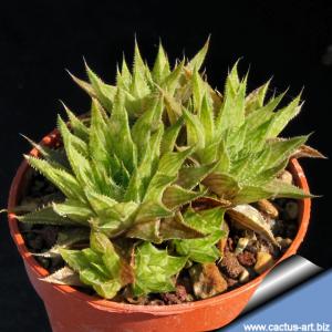 Haworthia marumiana