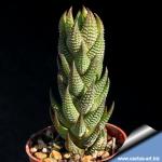 Haworthia reinwardtii