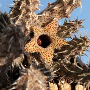 Stapelianthus decaryi