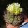 Neoporteria paucicostata v. viridis
