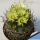 Neoporteria paucicostata v. viridis