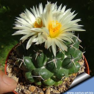 Coryphantha maiz-tablasensis